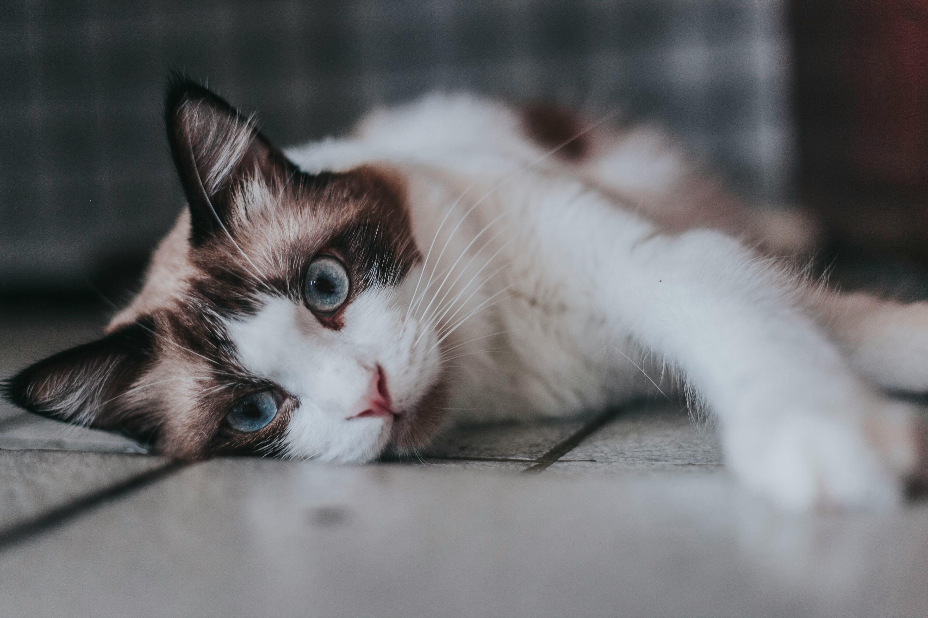 pexels-bimarolla-3030635 pexels-bimarolla-3030635